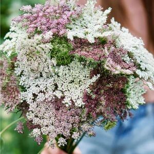 Queen Anne’s Lace seeds (60+)
